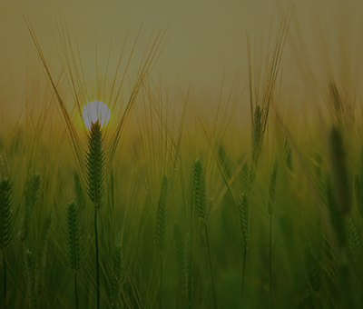 commercial rooftop solar agri icon